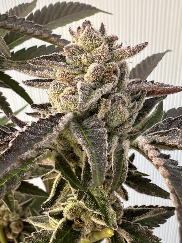 Cherry Dosidos x Delicata Grapes