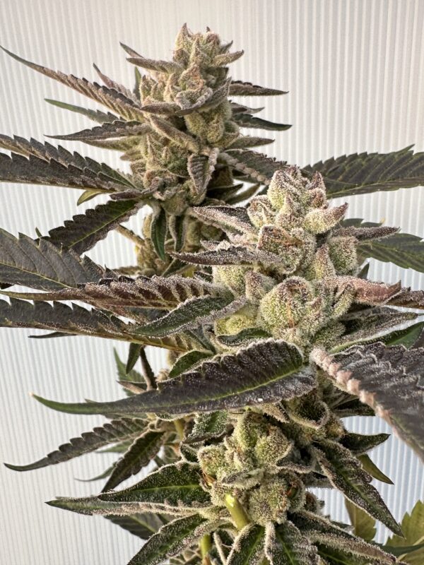 Cherry Dosidos x Delicata Grapes