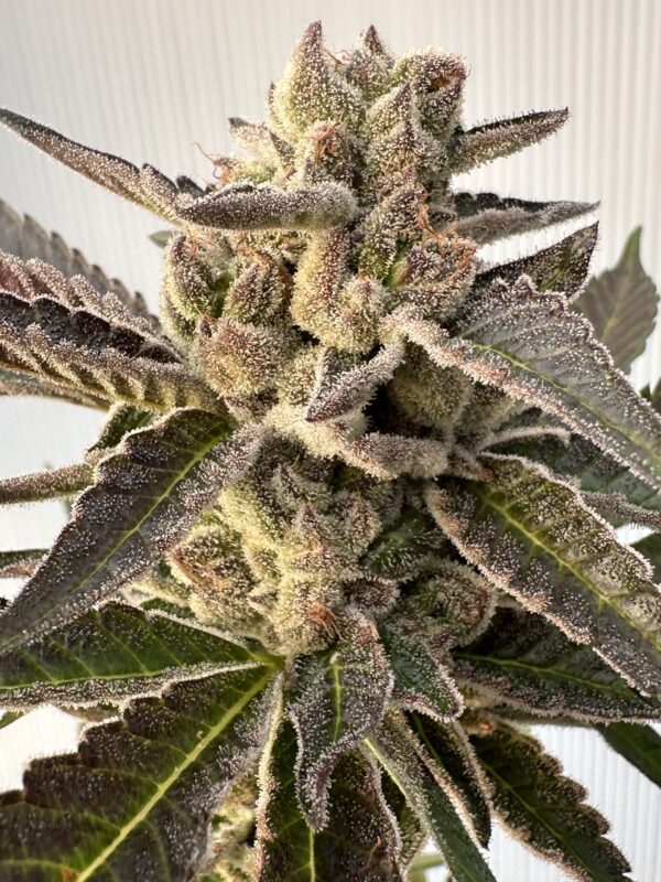 Cherry Dosidos x Delicata Grapes