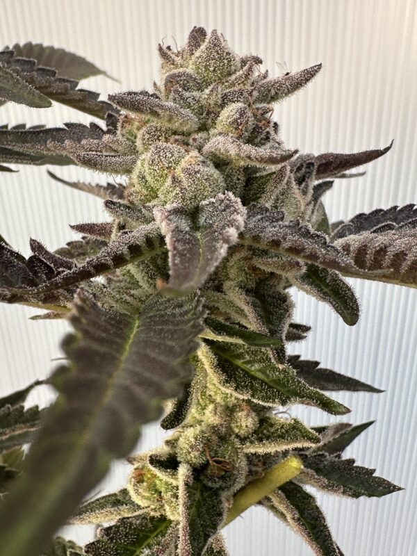 Cherry Dosidos x Delicata Grapes