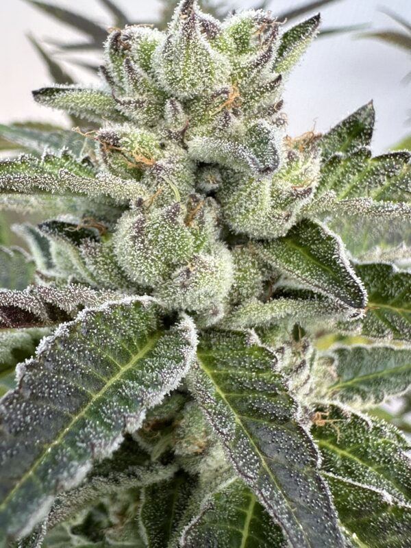 Lemon Cherry Gelato x Delicata Grapes