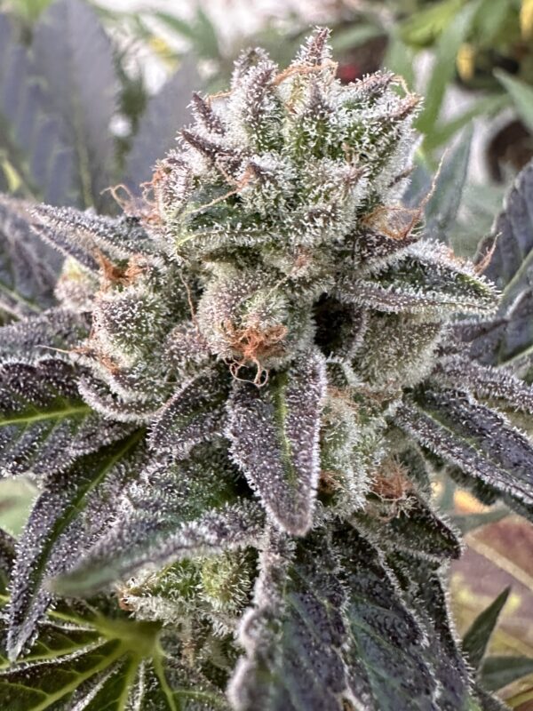 Lemon Cherry Gelato x Delicata Grapes