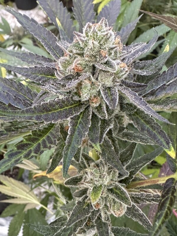 Lemon Cherry Gelato x Delicata Grapes