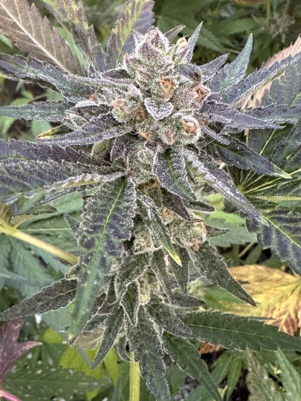 Lemon Cherry Gelato x Delicata Grapes