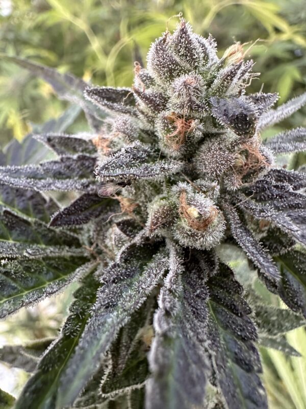 Lemon Cherry Gelato x Delicata Grapes