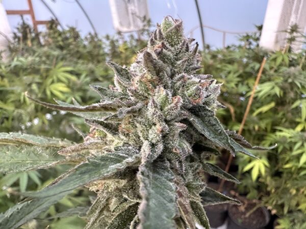 Lemon Cherry Gelato x Delicata Grapes