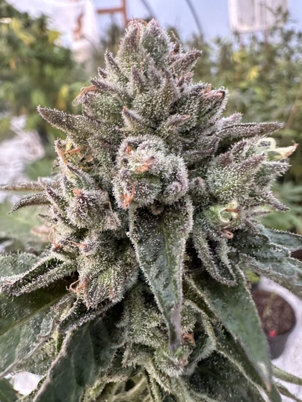 Lemon Cherry Gelato x Delicata Grapes