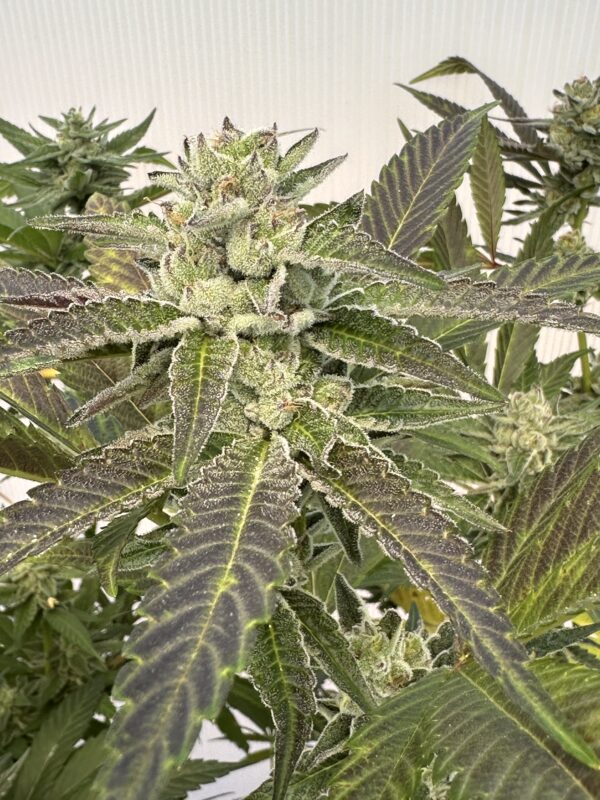 Lemon Cherry Gelato x Delicata Grapes