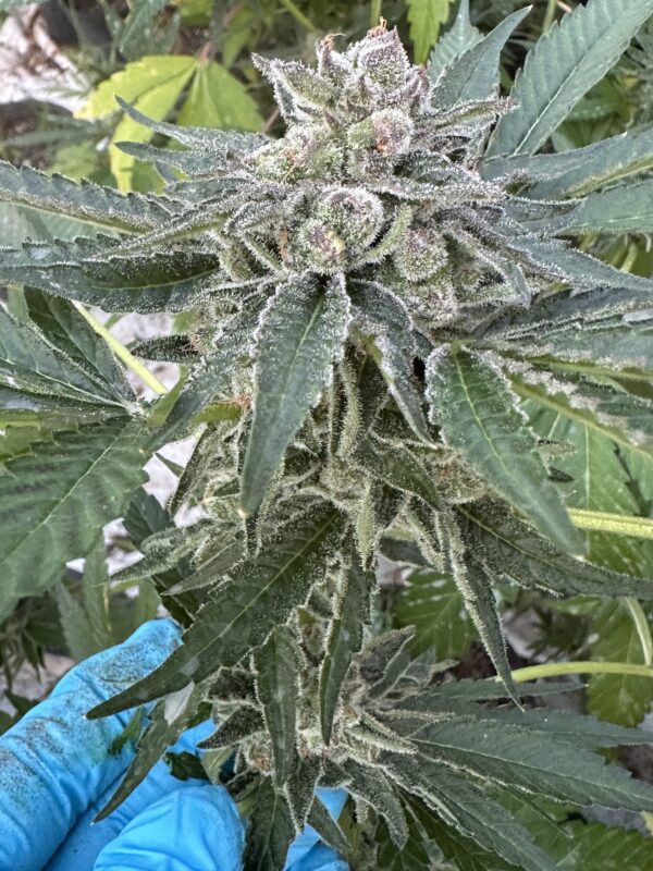 Lemon Cherry Gelato x Delicata Grapes